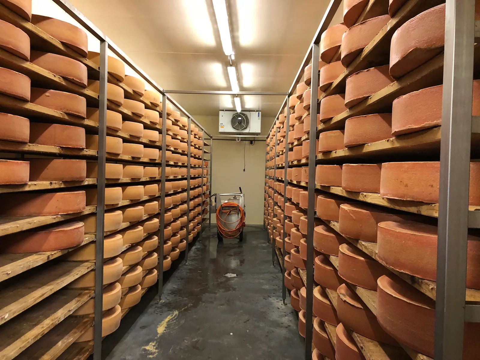 Reifender Bergkäse in den Holzregalen des Käsekellers